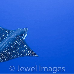 098 Spotted Eagle Ray 02494