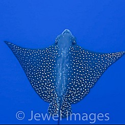 099 Spotted Eagle Ray 02496